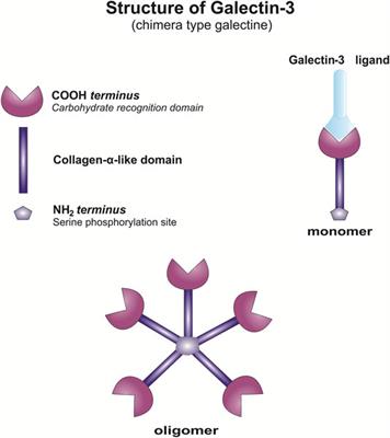 Galectin-3, Possible Role in Pathogenesis of Periodontal Diseases and Potential Therapeutic Target